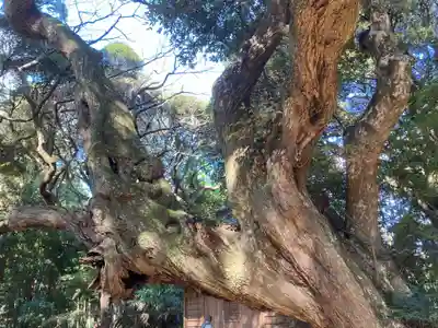 天神社(千葉県)