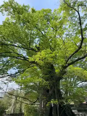 高城神社の{uncategorized: "未分類", other: "その他", undefined: "問題あり", building: "その他建物", grave: "お墓", sacred_gate: "鳥居", guardian: "狛犬", statue: "像", buddha: "仏像", history: "歴史", nature: "自然", garden: "庭園", animal: "動物", pagoda: "塔", temizu: "手水舎", mountain_gate: "山門・神門", sanctuary: "本殿・本堂", subordinate: "末社・摂社", art: "芸術", scenery: "景色", jizo: "地蔵", ema: "絵馬", goshuin: "御朱印", omikuji: "おみくじ", items: "授与品その他", amulet: "お守り", goshuincho: "御朱印帳", eats: "食事", festival: "お祭り", votive_dance: "神楽", shichigosan: "七五三参", wedding: "結婚式", experience: "体験その他", initially: "初詣", around: "周辺", anti_infection: "感染症対策"}