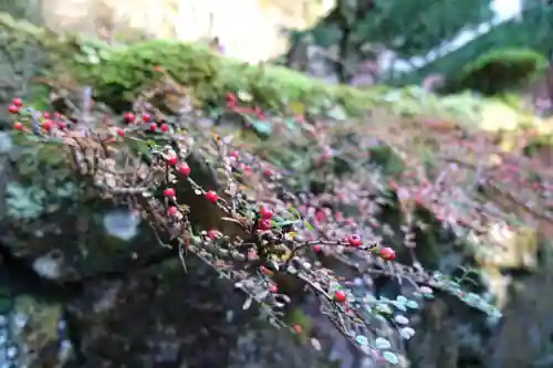 古知谷阿弥陀寺の自然