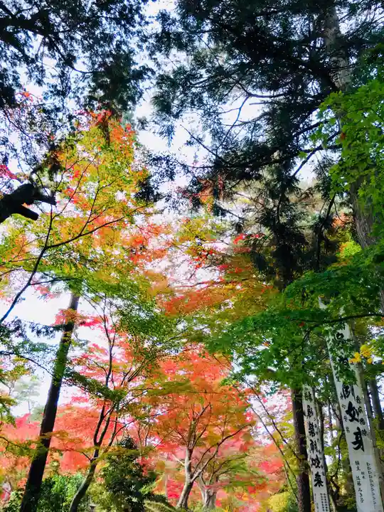 中尊寺本堂の自然