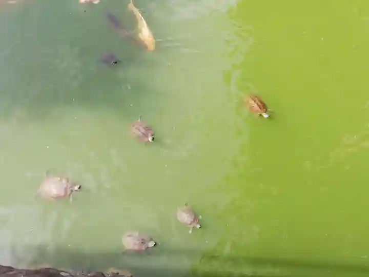 亀戸天神社の動物