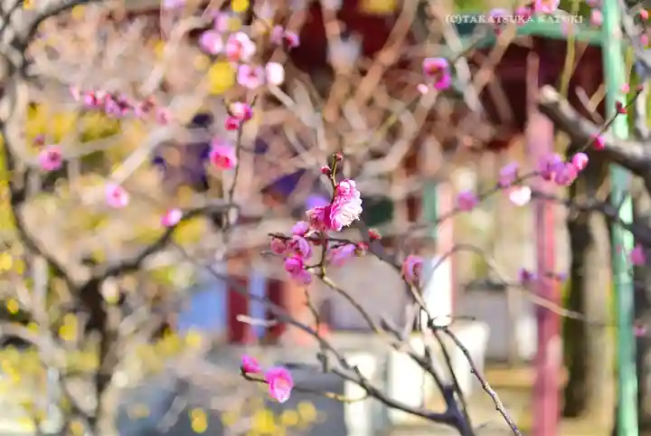 亀戸天神社(東京都)