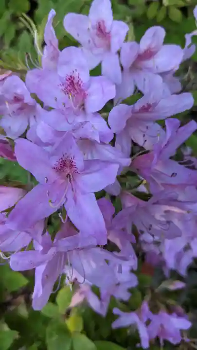 玉野御嶽神社の自然