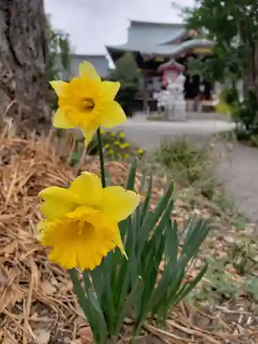 鷺宮八幡神社の自然