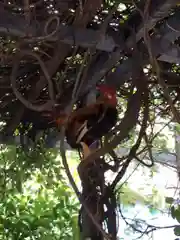 高知大神宮の動物