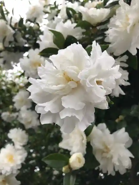 宇倍神社(鳥取県)