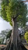 稲荷神社の自然