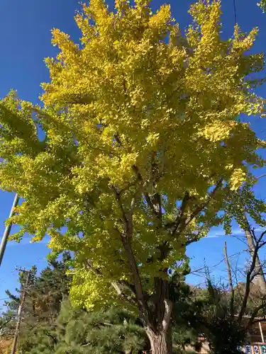 龍寳寺（龍宝寺）の自然