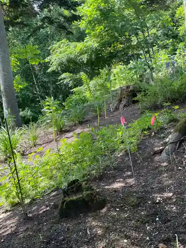 仁倉八幡神社の自然