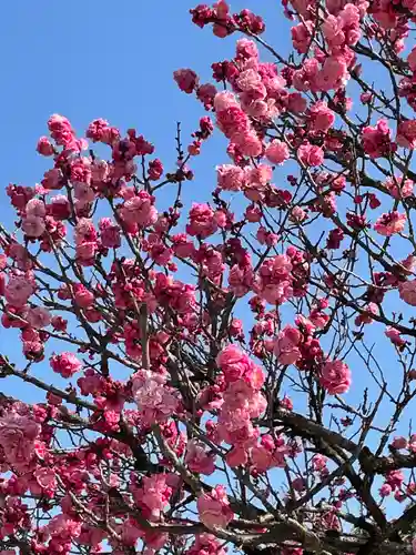 太宰府天満宮の自然