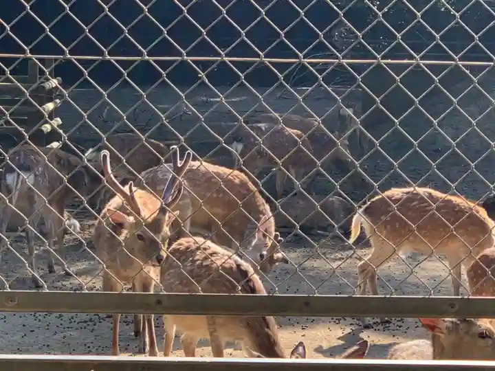 鹿島神宮の動物