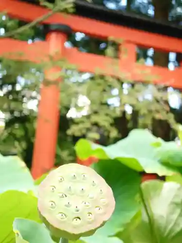 丹生都比売神社の自然