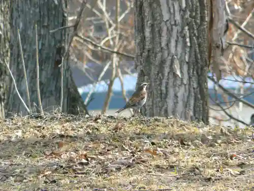 留辺蘂神社の動物