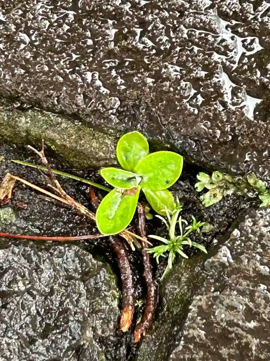 湯島聖堂の自然