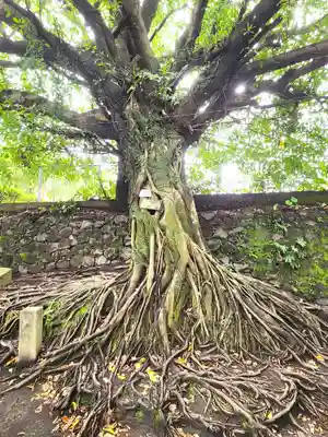 腹五社神社の自然