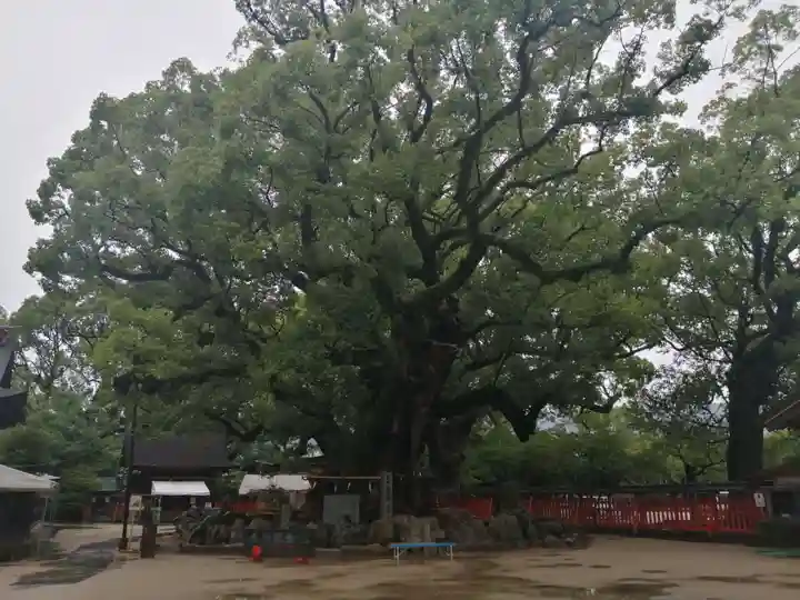 宇美八幡宮の自然