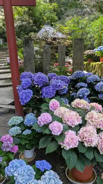 岡寺(龍蓋寺)(奈良県)