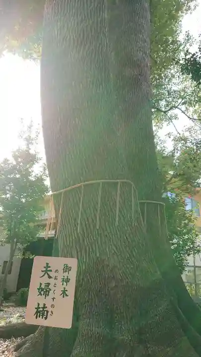鳩ヶ谷氷川神社の自然