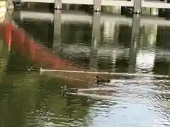 住吉大社の動物