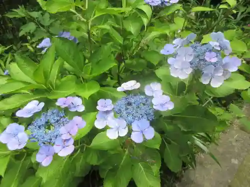 安國論寺（安国論寺）の自然