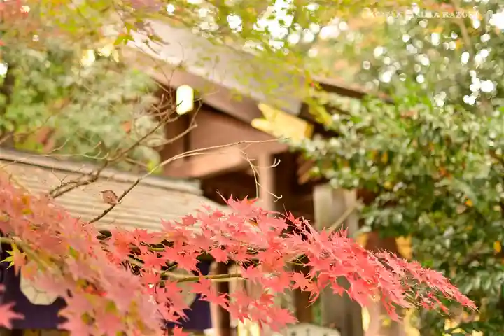 阿佐ヶ谷神明宮の自然