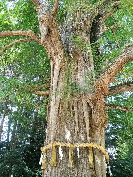 水戸八幡宮の{uncategorized: "未分類", other: "その他", undefined: "問題あり", building: "その他建物", grave: "お墓", sacred_gate: "鳥居", guardian: "狛犬", statue: "像", buddha: "仏像", history: "歴史", nature: "自然", garden: "庭園", animal: "動物", pagoda: "塔", temizu: "手水舎", mountain_gate: "山門・神門", sanctuary: "本殿・本堂", subordinate: "末社・摂社", art: "芸術", scenery: "景色", jizo: "地蔵", ema: "絵馬", goshuin: "御朱印", omikuji: "おみくじ", items: "授与品その他", amulet: "お守り", goshuincho: "御朱印帳", eats: "食事", festival: "お祭り", votive_dance: "神楽", shichigosan: "七五三参", wedding: "結婚式", experience: "体験その他", initially: "初詣", around: "周辺", anti_infection: "感染症対策"}