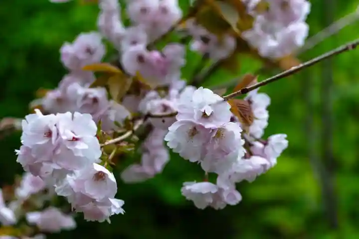戸隠神社九頭龍社(長野県)