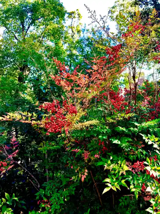 難波大社 生國魂神社の自然