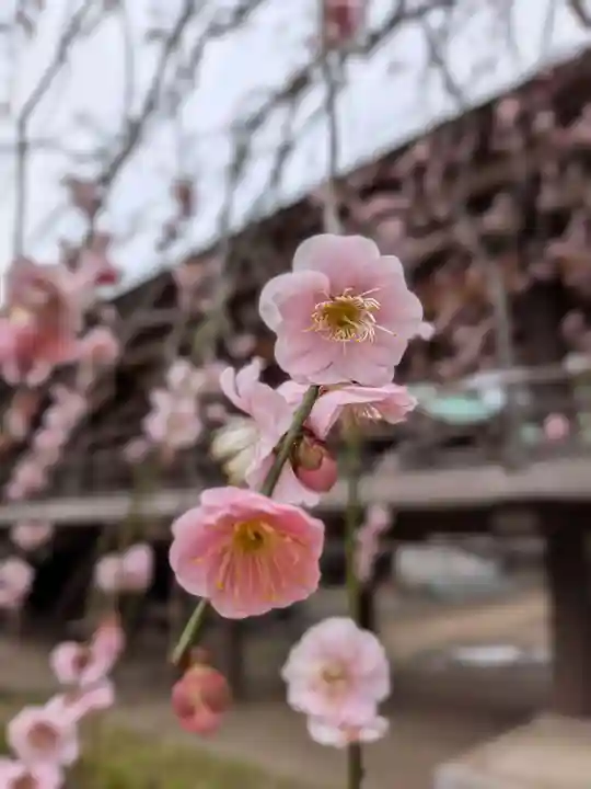 妙法寺(東京都)