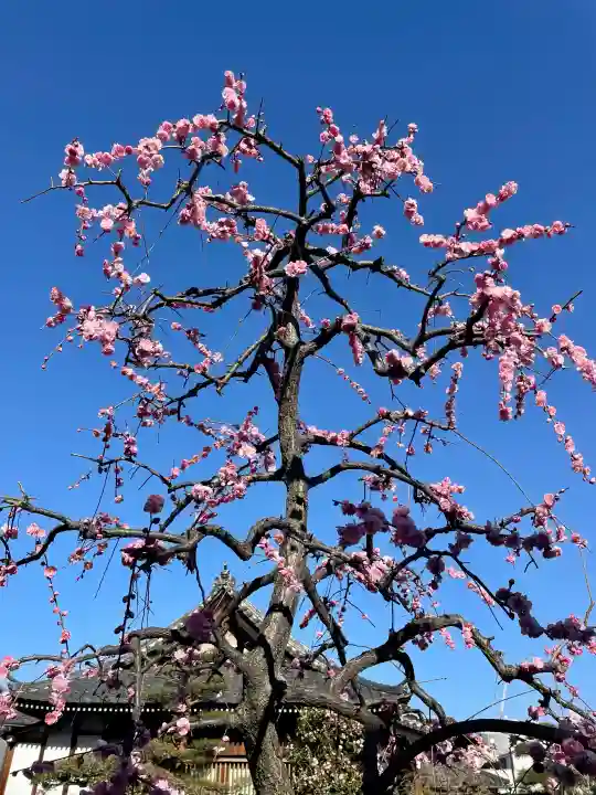 瑞泰寺の{uncategorized: "未分類", other: "その他", undefined: "問題あり", building: "その他建物", grave: "お墓", sacred_gate: "鳥居", guardian: "狛犬", statue: "像", buddha: "仏像", history: "歴史", nature: "自然", garden: "庭園", animal: "動物", pagoda: "塔", temizu: "手水舎", mountain_gate: "山門・神門", sanctuary: "本殿・本堂", subordinate: "末社・摂社", art: "芸術", scenery: "景色", jizo: "地蔵", ema: "絵馬", goshuin: "御朱印", omikuji: "おみくじ", items: "授与品その他", amulet: "お守り", goshuincho: "御朱印帳", eats: "食事", festival: "お祭り", votive_dance: "神楽", shichigosan: "七五三参", wedding: "結婚式", experience: "体験その他", initially: "初詣", around: "周辺", anti_infection: "感染症対策"}