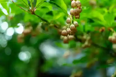 戸隠神社火之御子社(長野県)
