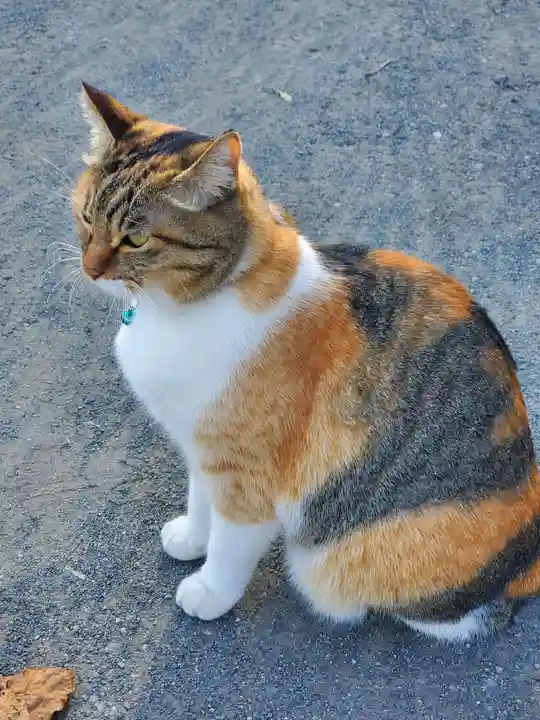 前玉神社の動物