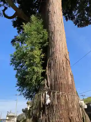八幡宮(新潟県)