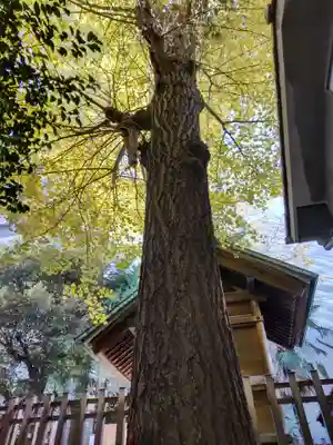 金刀比羅神社の自然