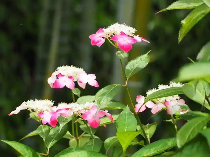 長壽寺(長寿寺)の自然