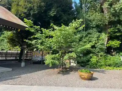 阿佐ヶ谷神明宮(東京都)