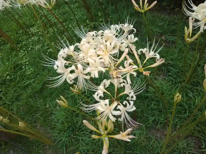 横浜 西方寺の自然