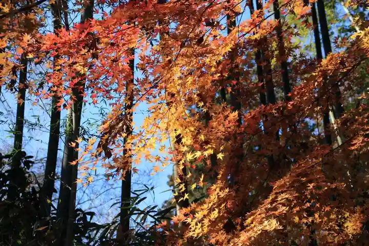 田村神社の自然