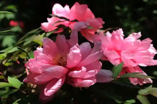 開成山大神宮の庭園