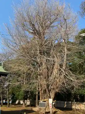 峯ヶ岡八幡神社(埼玉県)