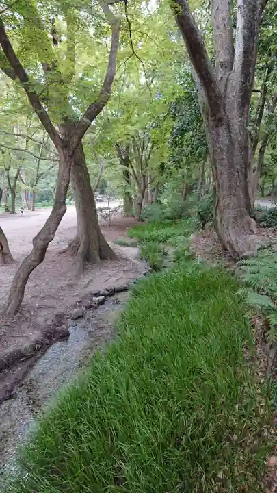 賀茂御祖神社(下鴨神社)の自然