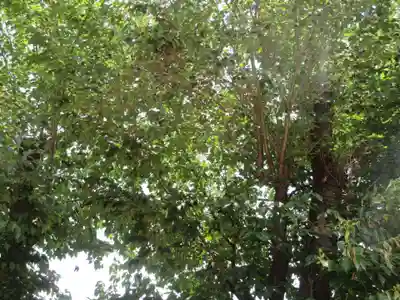 藏王高根神社(神奈川県)