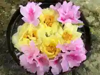 真言宗 善通寺派 薬王寺(香川県)