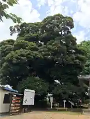 九重神社の自然