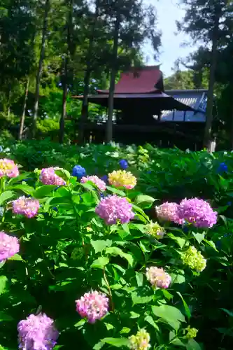 指扇氷川神社(埼玉県)