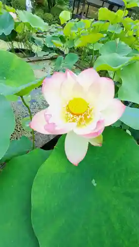 三室戸寺(京都府)