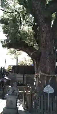 楠霊神社の自然