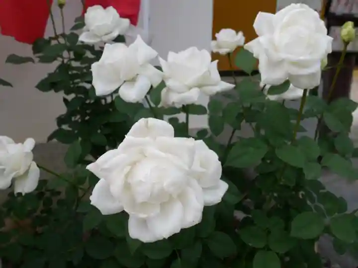 五大堂同聚院の自然