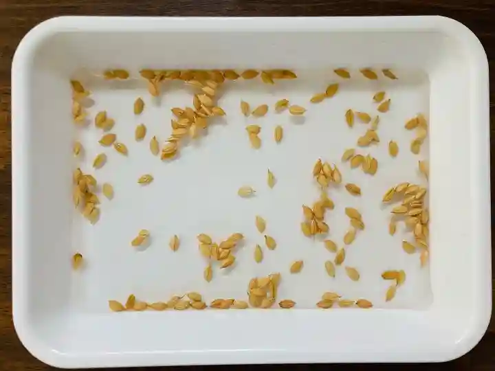 總社 和田八幡宮(福井県)