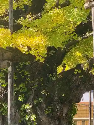 本願寺（西本願寺）(京都府)